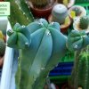 Myrtillocactus _geometrizans_ b1